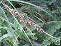 thn_NZ leden-unor 2006 269.jpg
